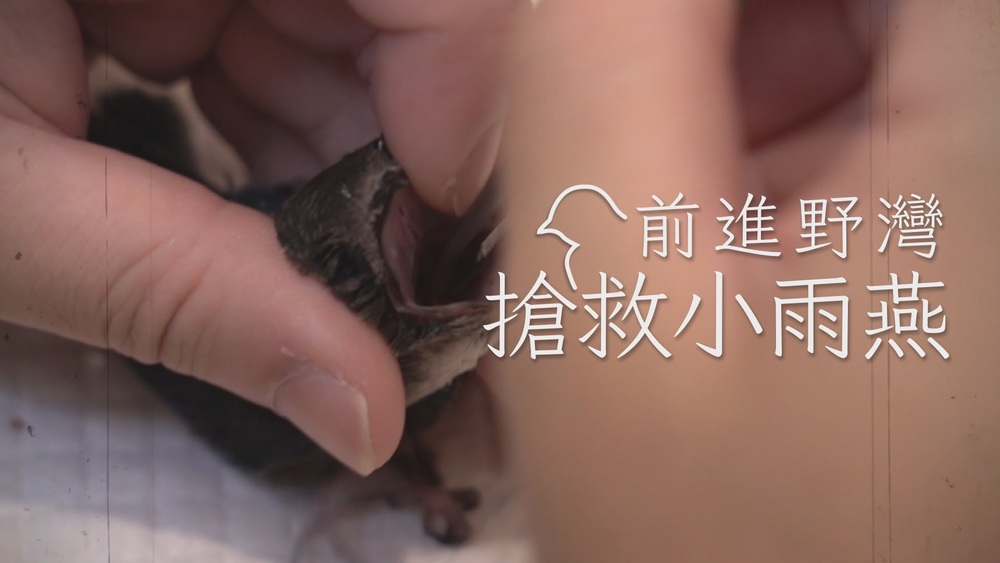 前進野灣 搶救小雨燕｜人與自然的拉鋸戰｜華視新聞雜誌