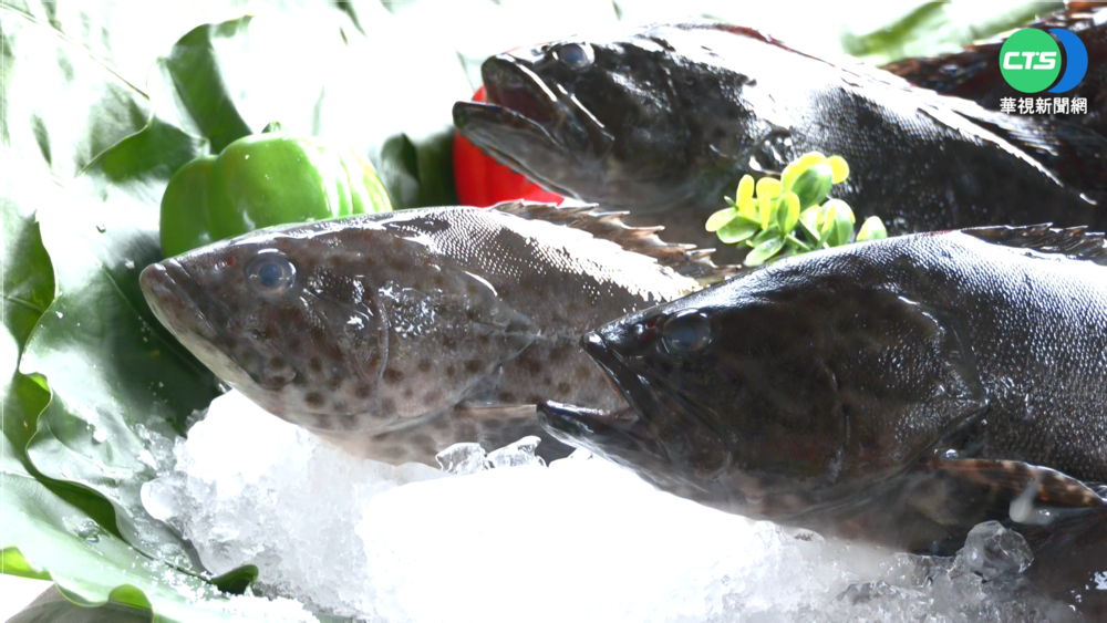 吃石斑力挺台灣漁民 漁業署特賣大促銷