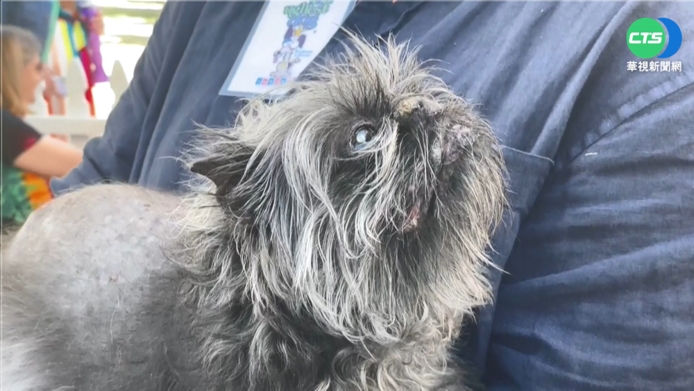 世界最醜狗大賽! "中國無毛犬"奪冠獲獎金