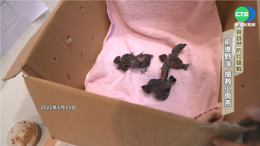 搶救野生小雨燕！人與自然的拉鋸戰