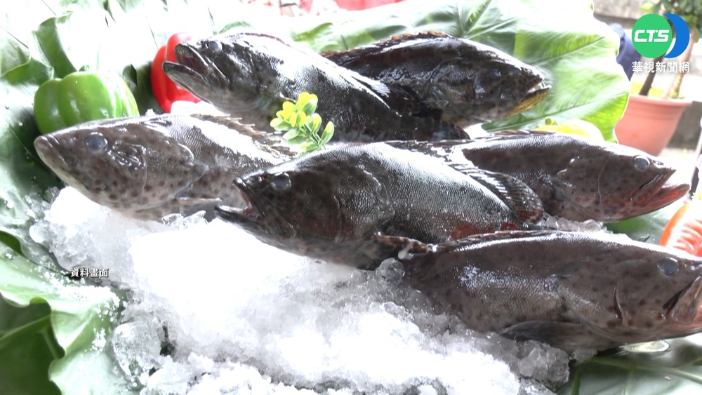 中禁石斑魚 潘孟安轟沒作為 陳吉仲:7/1啟動