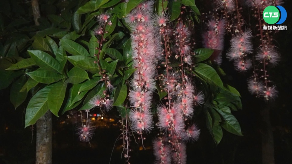 天降"黃金雨" 宜蘭196縣道阿勃勒盛開