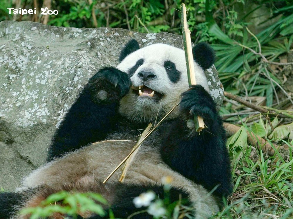 貓熊「圓寶」2歲生日！直播生日趴超可愛