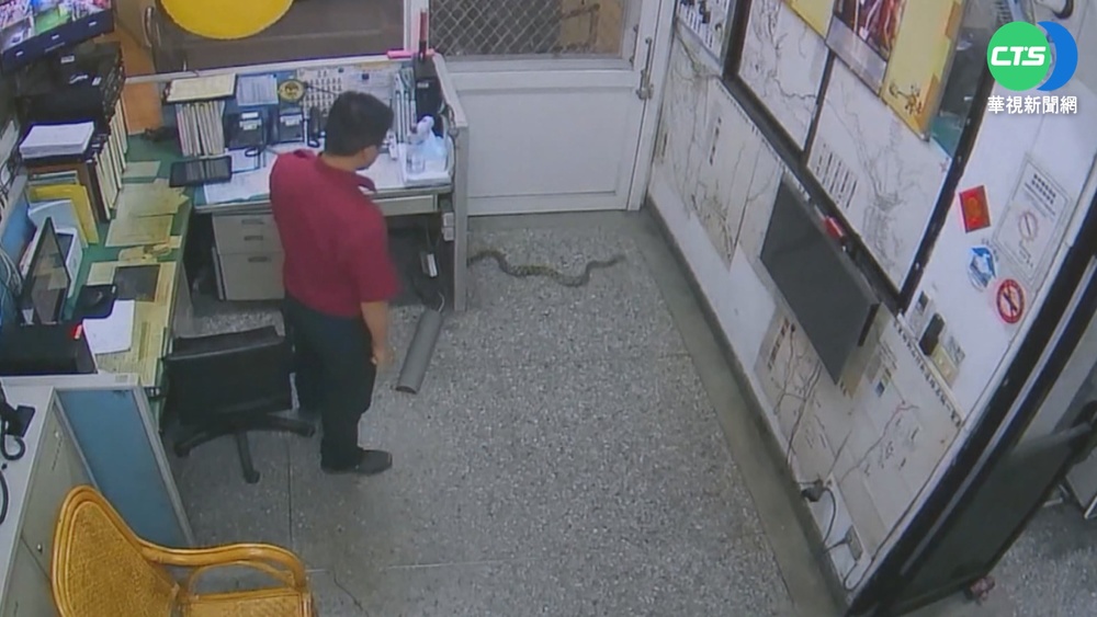 消防隊不速之客! 1.5米"大力蛇"自投羅網