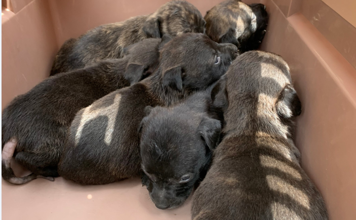 夏初奶犬.貓潮！動保籲：通報前停看聽.切勿觸摸犬貓