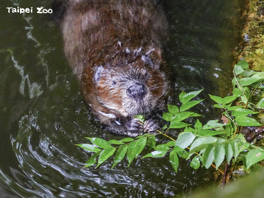 圖片來源 臺北市立動物園
