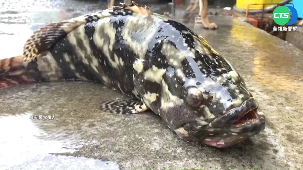 國台辦稱再驗石斑魚禁藥 農委會:胡亂指控