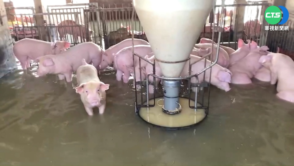 雲林台西大排潰堤 養殖區500豬隻泡水