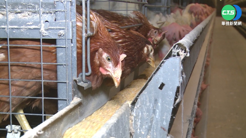 飼料再喊漲 蛋農怒嗆:農委會形同虛設