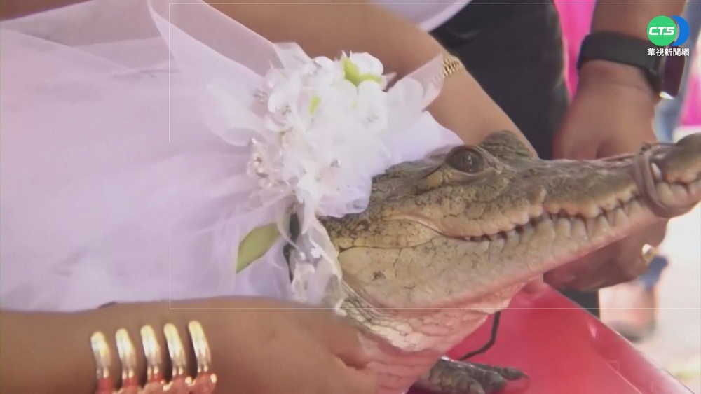 求好運豐收! 墨西哥小鎮鎮長迎娶鱷魚