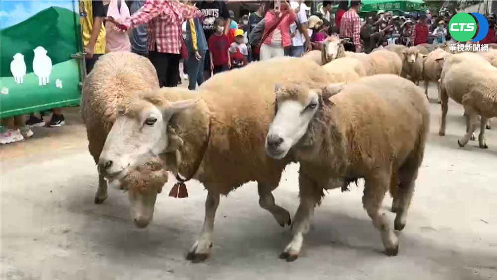 放暑假衝一波! 清境夏季牧場遊行超吸睛