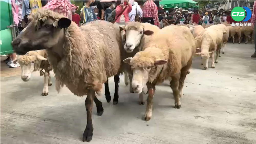 放暑假! 清境夏季牧場萌羊遊行超吸睛