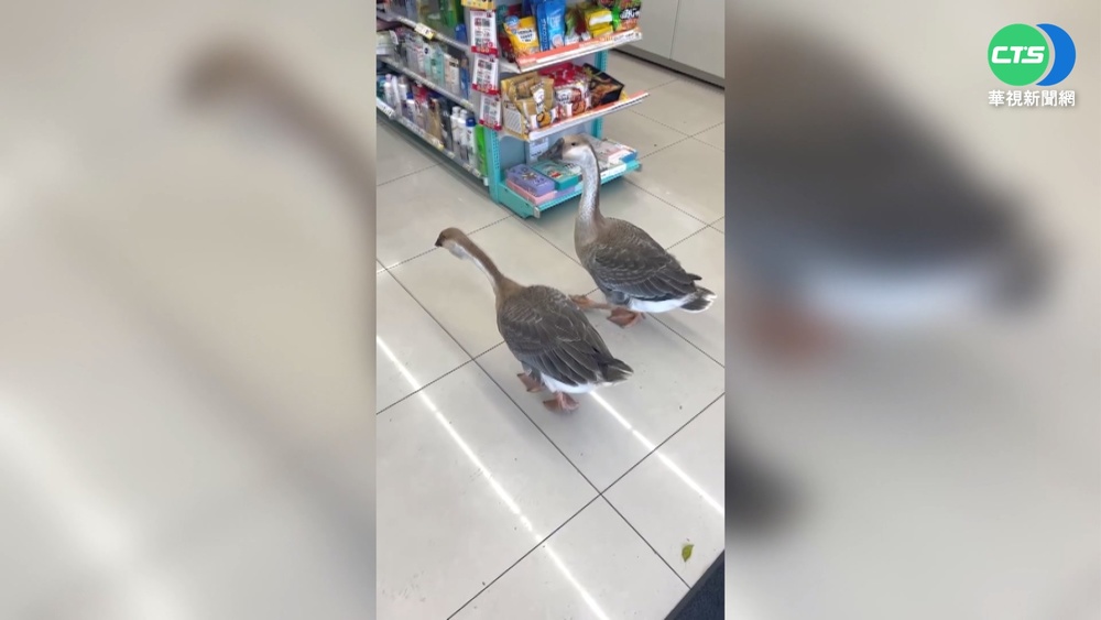 稀客來訪! 土鵝超商閒晃吹冷氣萌翻