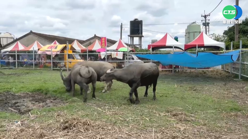 水牛市集上演"鬥牛秀" 遊客圍觀直呼新奇