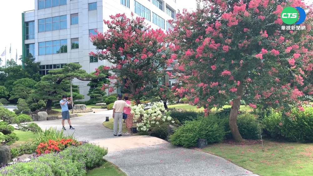 中彰紫薇花盛開 遊客賞花拍美照