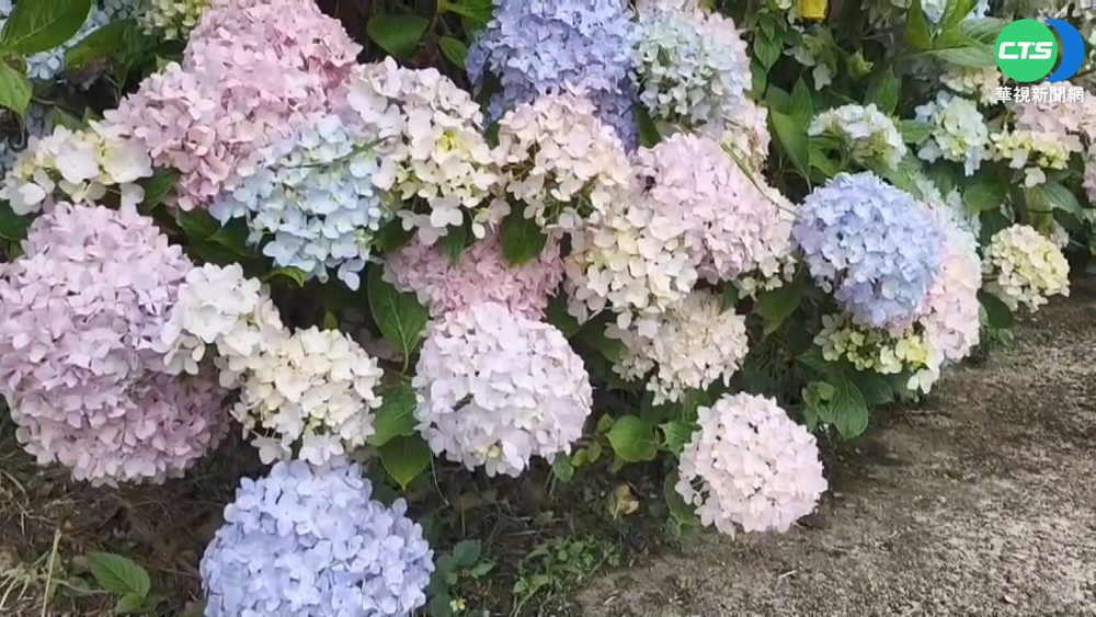 上山避暑吹天然冷氣 武陵農場破千人進場