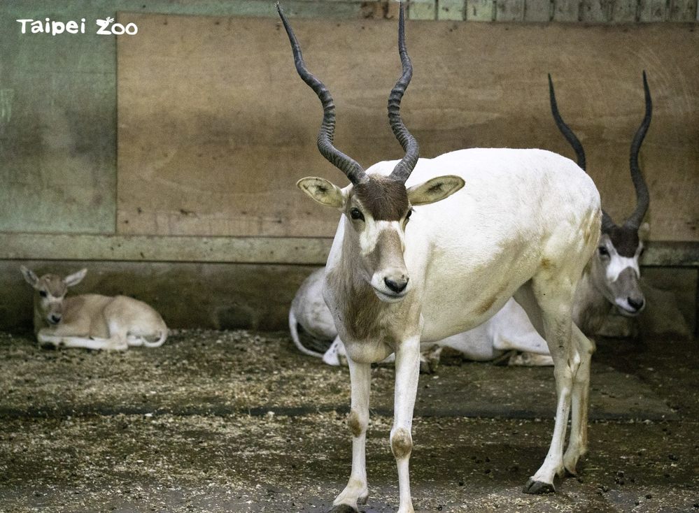 （圖/取自臺北市立動物園官網）