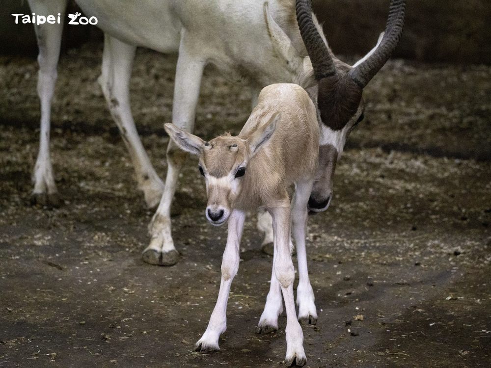 （圖/取自臺北市立動物園官網）
