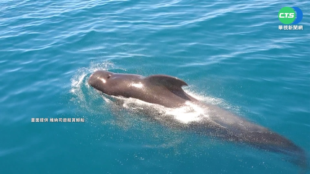 嬌客現身! 鯨豚群驚喜出沒花蓮外海