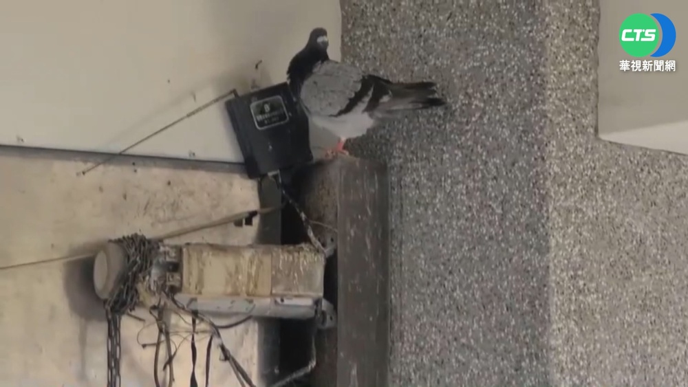 千鴿攻佔! 屏北高中走廊.窗台滴滿"黃金"