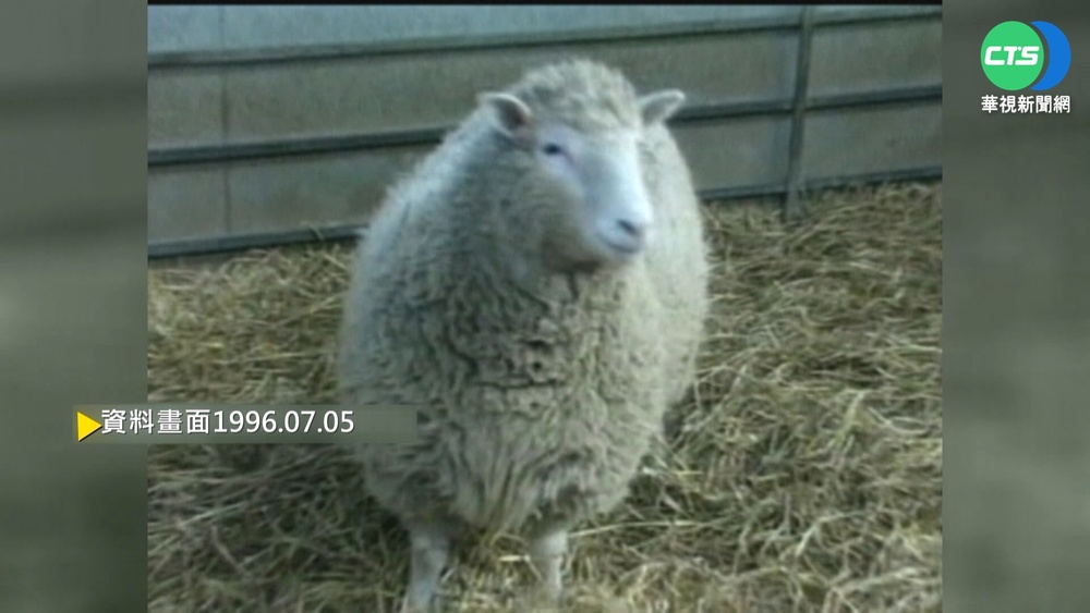 【歷史上的今天】生物科技里程碑 複製羊桃莉成功誕生