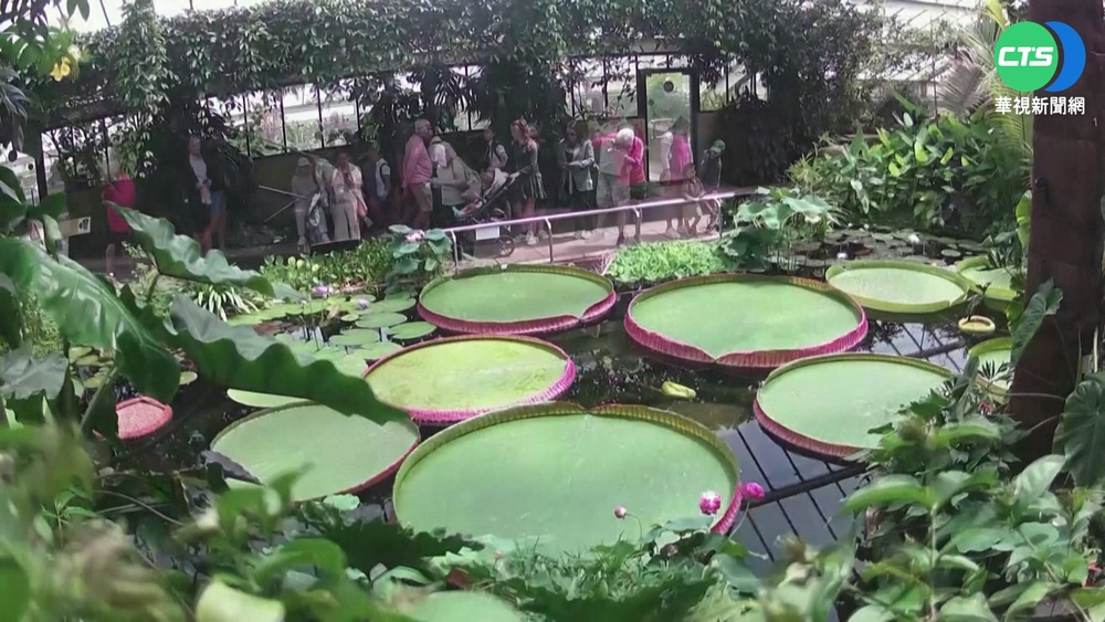 英發現世界最大睡蓮! 命名"玻利維亞王蓮"