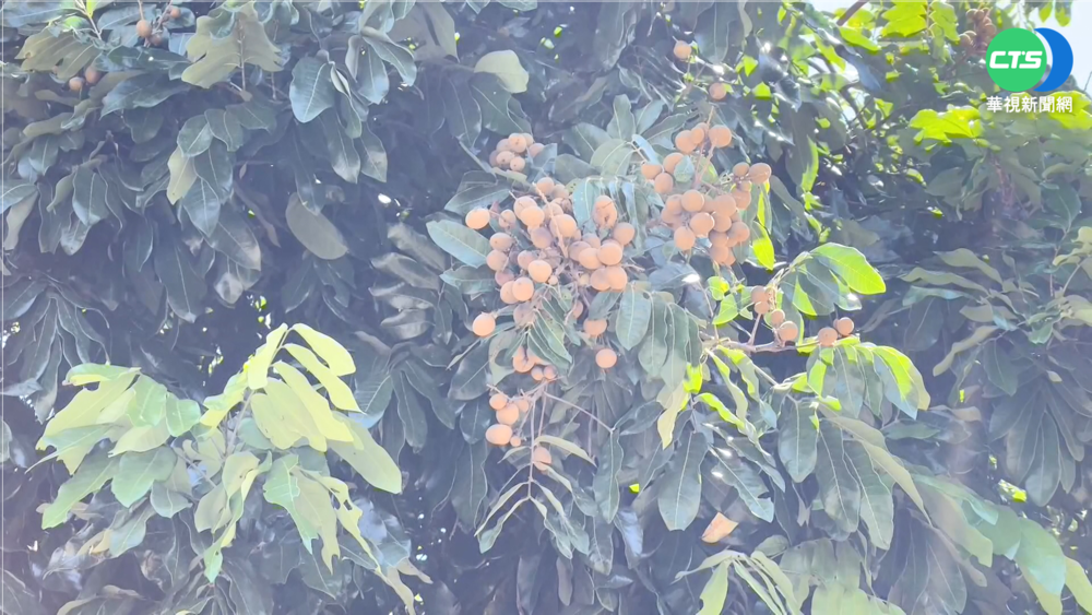 猴子軍團走高空電纜 偷採荔枝"打包外帶"