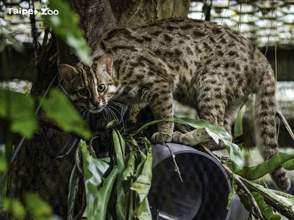 石虎 「虎力勇」/ 圖片來源 臺北市立動物園