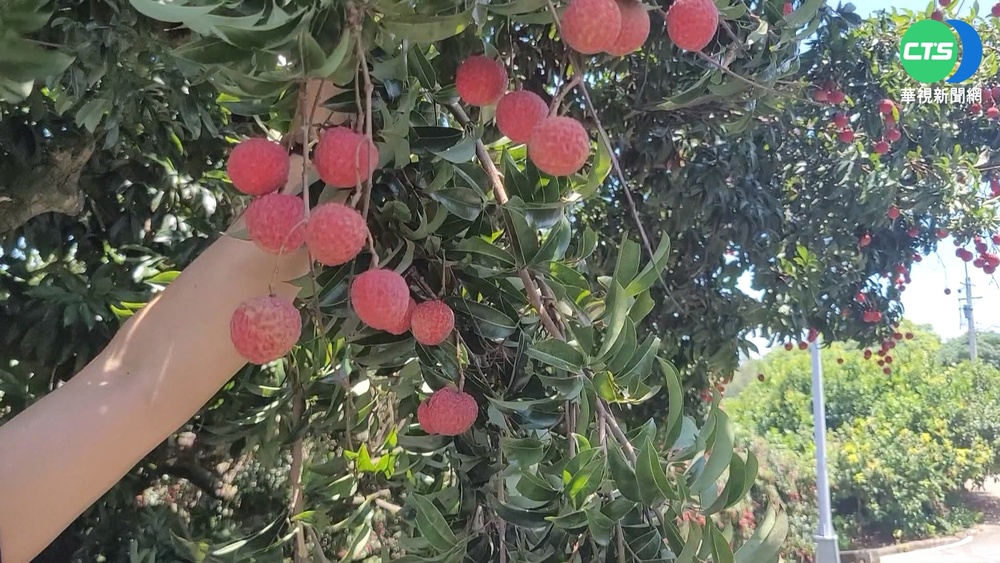 往年盛夏荔枝產量上萬斤 果園哀嘆只剩1%