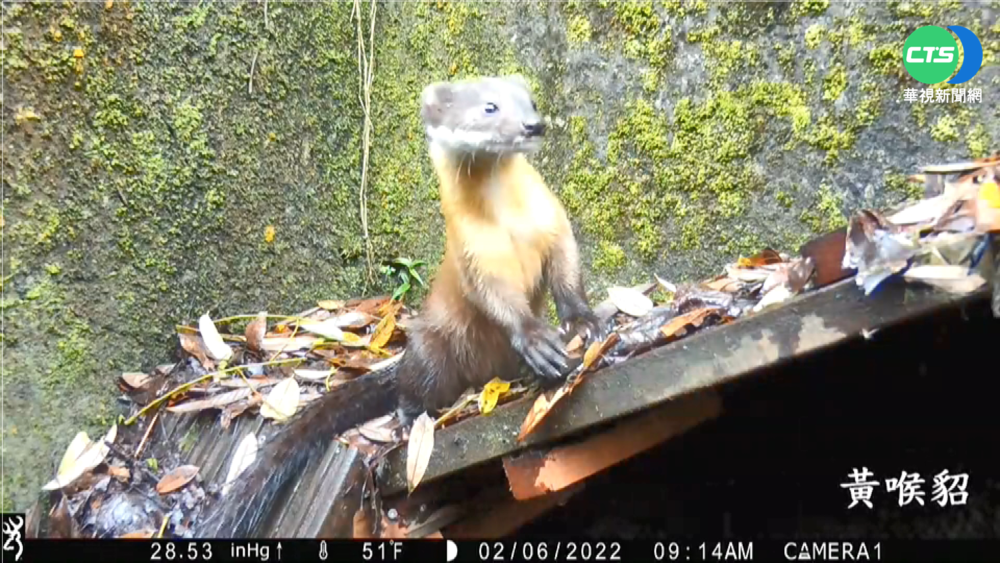 太平山設動物便道 長鬃山羊.黃喉貂現蹤打卡