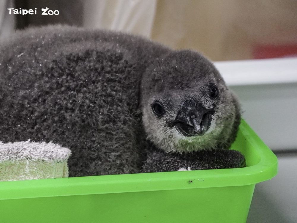動物園夜間不只無尾熊！保育員帶領大家看動物寶寶們