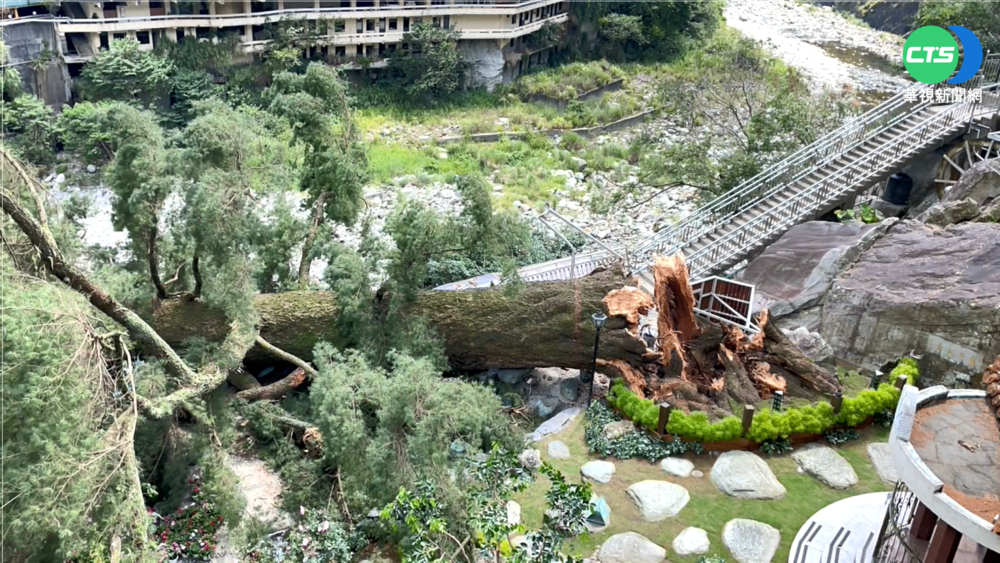 白蟻蛀.大雨灌! 谷關千年五葉松神木倒了