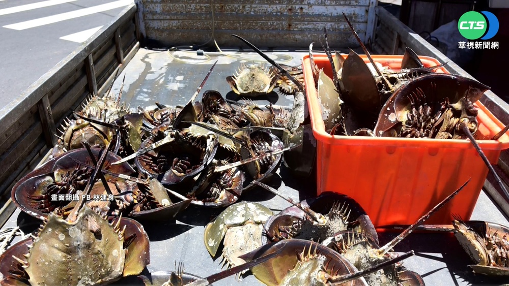 灘地活化石"鱟"叫賣? 金縣府:烏龍.已全購回