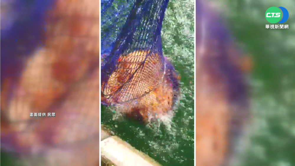 日月潭惡霸"紅魔鬼"現蹤 漁民:兇狠僅次魚虎