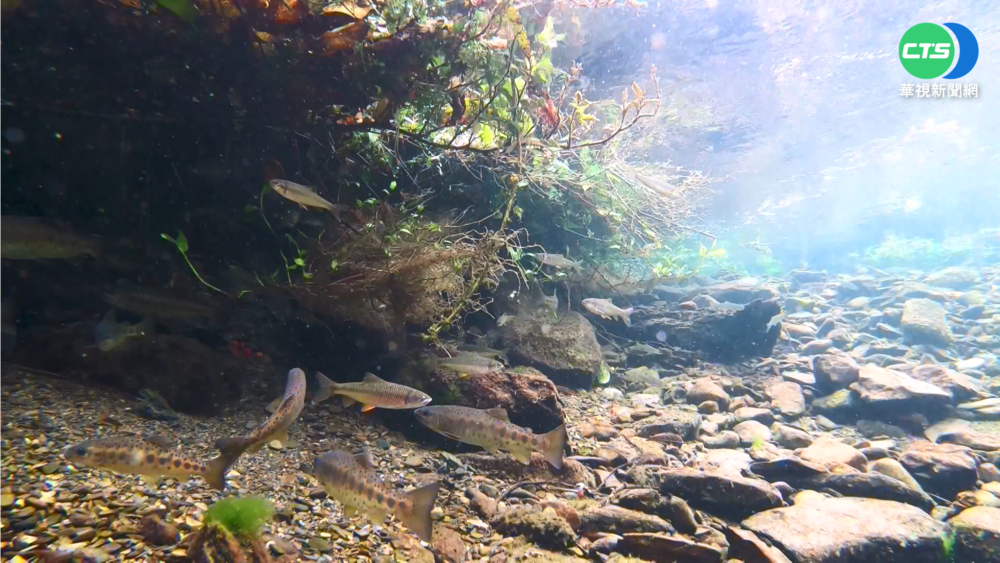 櫻花鉤吻鮭復育有成 棲息地擴大至9個點