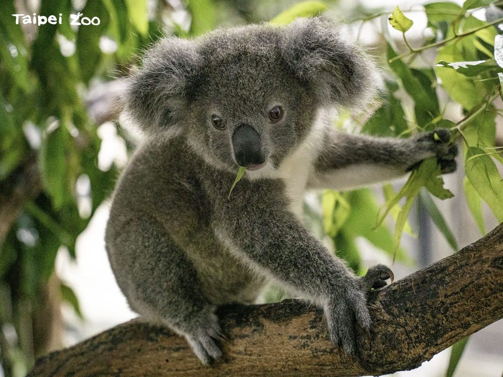 圖片來源 台北市立動物園