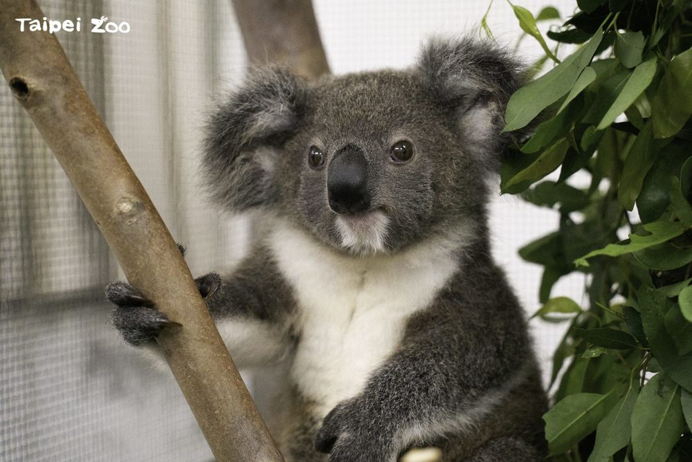 圖片來源 台北市立動物園