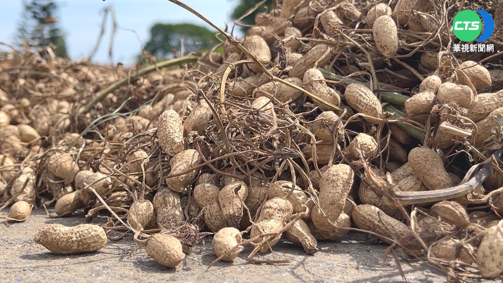 大馬路曬花生 花蓮奇景汽機車怨難行