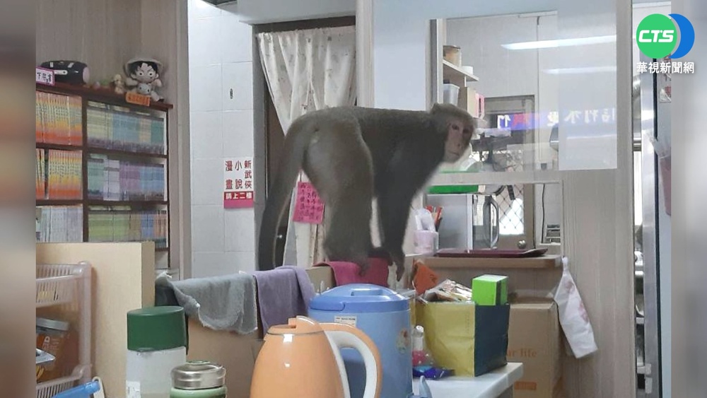 柴山猴闖租書店找滷肉 店家目擊"拍照"