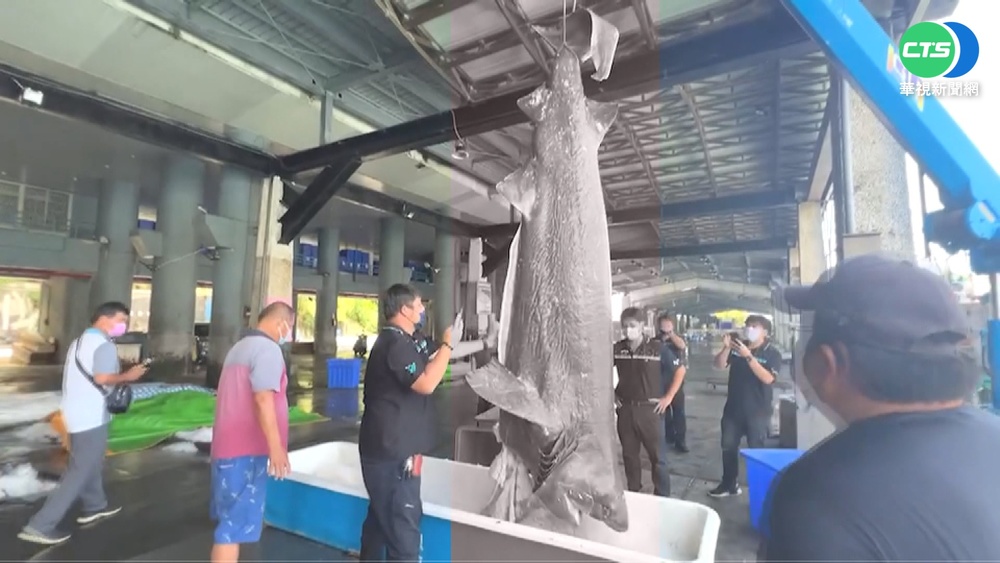 台東漁民捕獲罕見"史前巨鯊" 拍賣價10萬