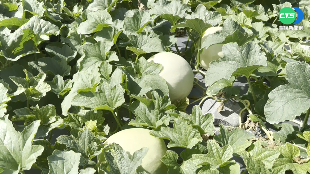 種瓜兼顧防風沙! 哈密瓜品質佳訂單暴增