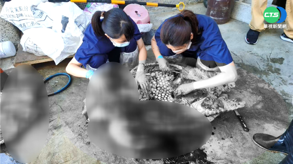 澎湖大義宮海龜暴斃 腹部赫見967顆龜蛋