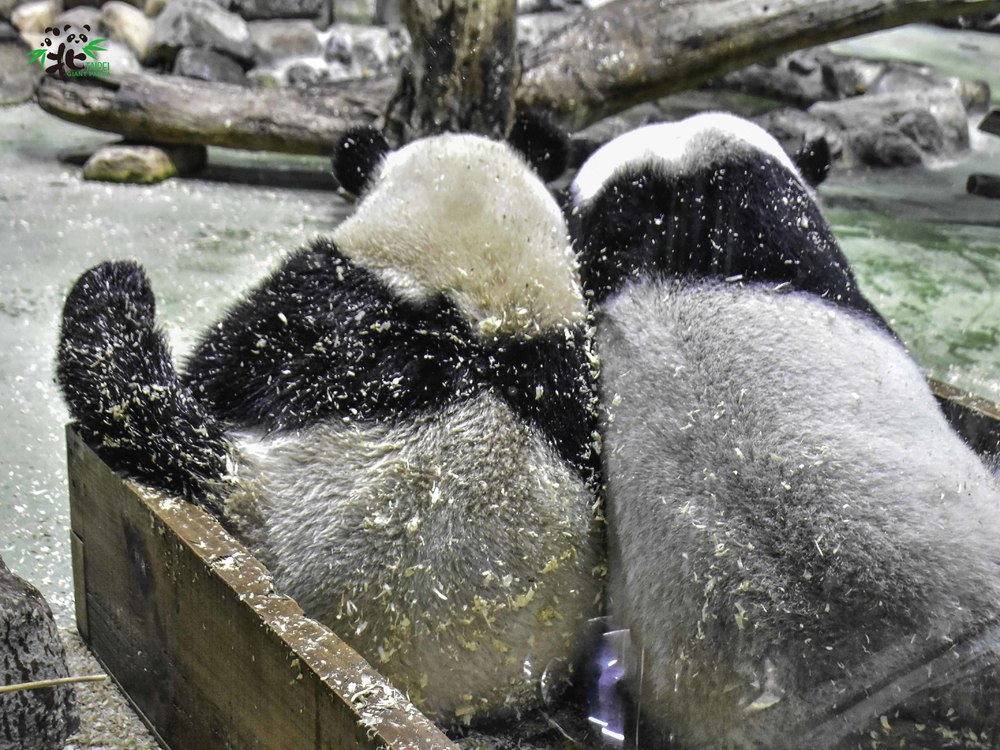 母女貓熊「生悶氣」動作都一樣 保育員察言觀色找原因