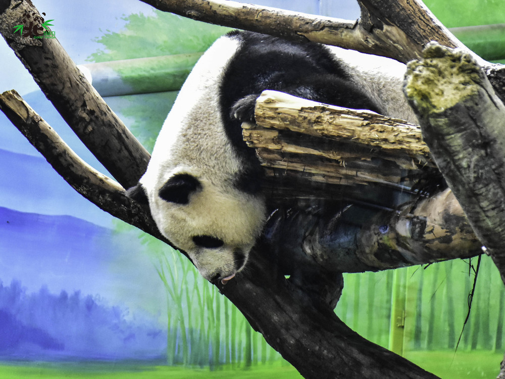 保育員：「圓仔」妳怎麼啦？「圓仔」：剛剛好吵哦！不開心！ / 圖片來源 台北市立動物園