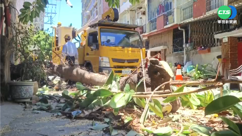 高雄大晴天...路樹突倒塌 婦人壓傷送醫