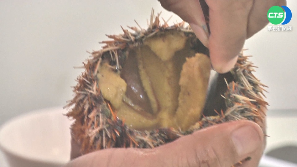 馬糞海膽"過度捕撈"...靠養殖難解? 志工喊修法