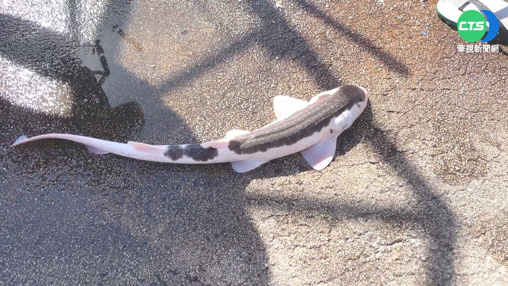 睽違7年捕到! 超罕見"變種狗鯊"現身澎湖