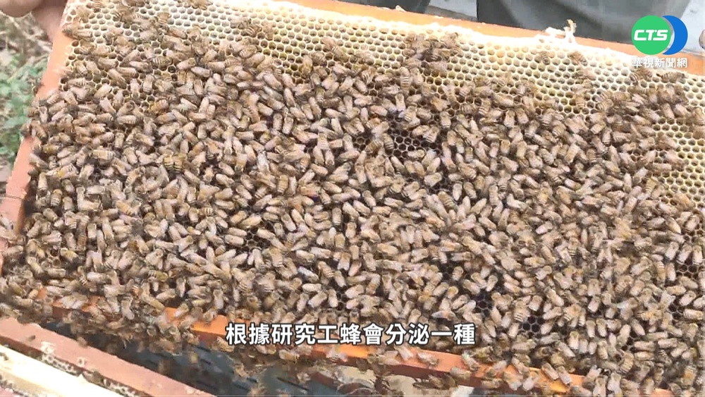 喝蜂蜜阻病毒複製?! 醫斥:雙氧水濃度差太多