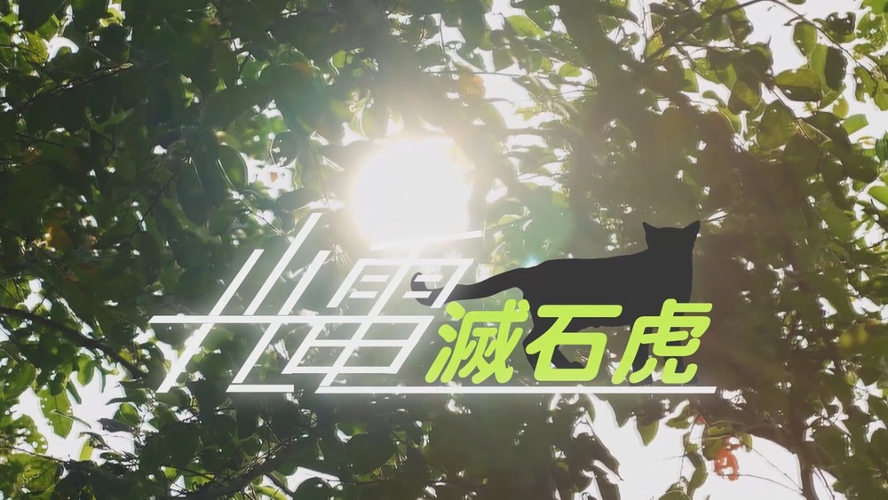 聽見山林的哀鳴｜光電入侵 石虎生存之戰｜華視新聞雜誌