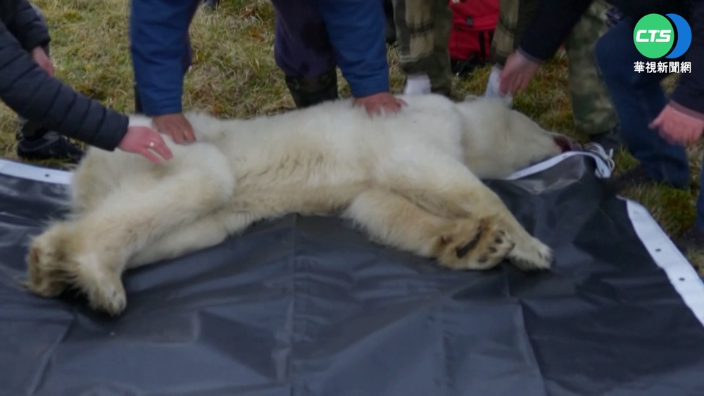 暖化悲歌! 北極熊覓食舌頭被煉乳罐夾住